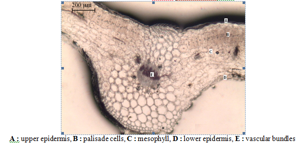 TS of Leaf of Tridax procumbens 