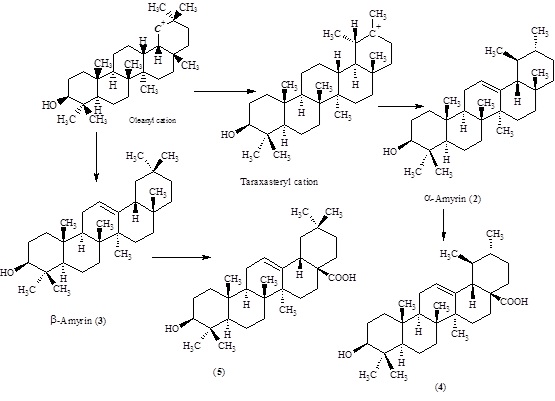 Biosynthesis of ursolic acid (4) and oleanolic acid (5) from oleanyl cation