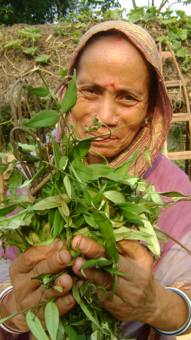 Laleng women collecting different types of wild herbs for traditional liquor