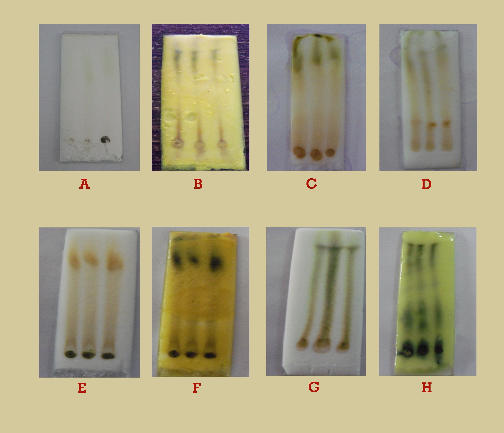 TLC and HPTLC fingerprinting of leaf extracts of Wedelia chinensis