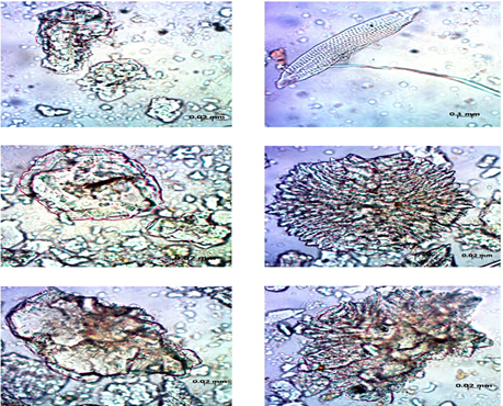 Microscopy of Mulaka Kshara sample