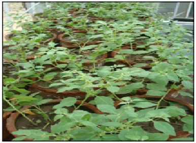 Fig: Flowering stage of Ashwagandha