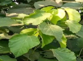 Leaves of Alchornea cordifolia