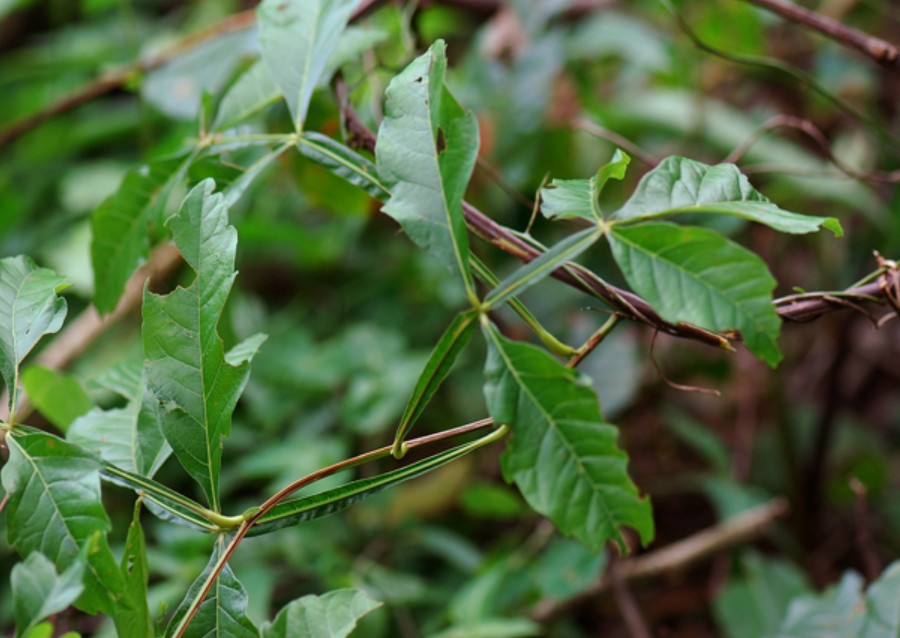 Paullinia pinnata (Bread and Cheese)