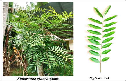 Plant and leaf of Simarouba glauca