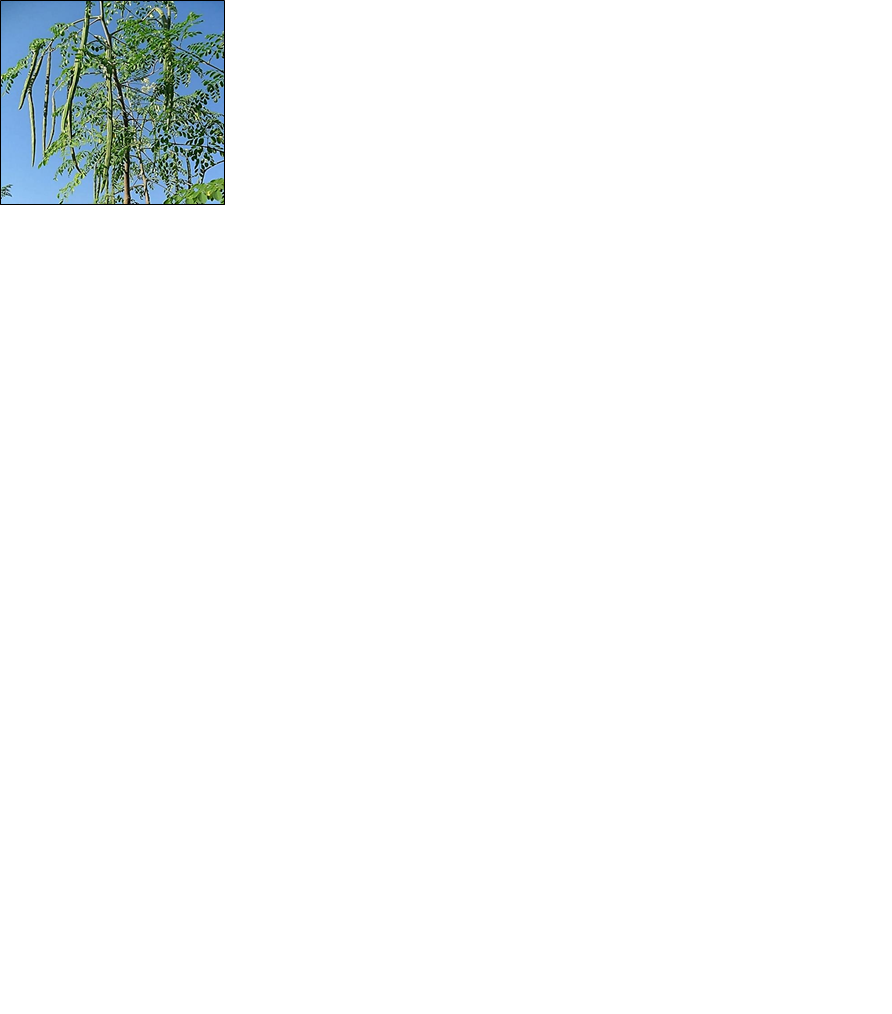 Moringa oleifera Plant