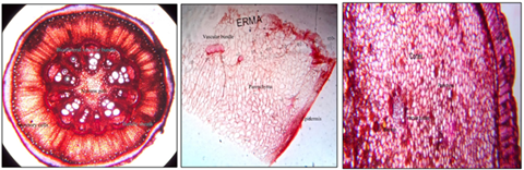 (1) Tinospora cordifolia, Stem C.S, (2) Terminalia chebula, Fruit rind C.S (3) Zingiber officinale, Rhizome C.S