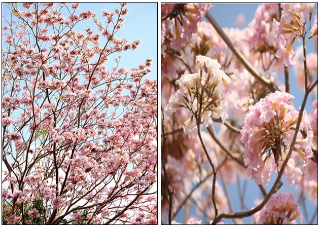 Tabebuia rosea (Bertol.) DC. Flowering stage Tabebuia rosea (Bertol.) DC. Flowering stage