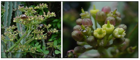 Cissus quadrangularis Flower