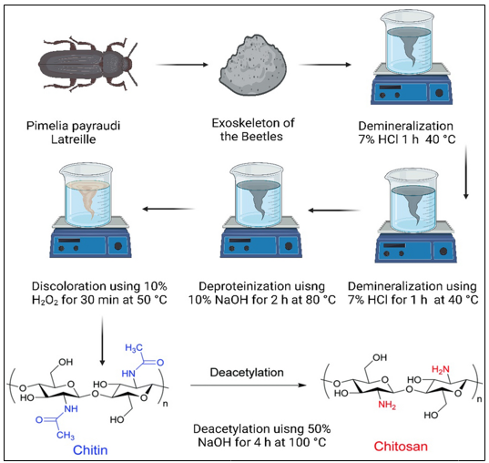 Derivation of Chitosan from the exoskeleton of Pimelia payraudi