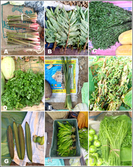 (A) Alpinia nigra (B) Zanthoxylum rhetsa (C) Ocimum americanum (D) Trachyspermum roxburghianum (E) Homalomena aromatica (F) Neptunia oleracea (G) Oroxylum indicum (H) Leucaena leucocephala (I) Senegalia pennata