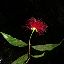 Syzygium laetum flowering twig