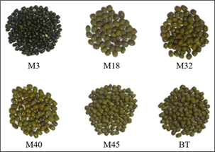 Vigna radiata varieties for culinary treatments