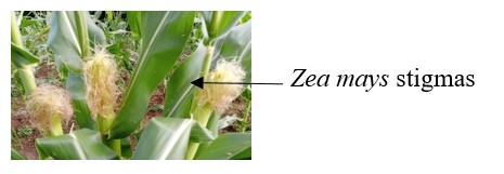 Zea mays plant bearing ears topped with stigmas