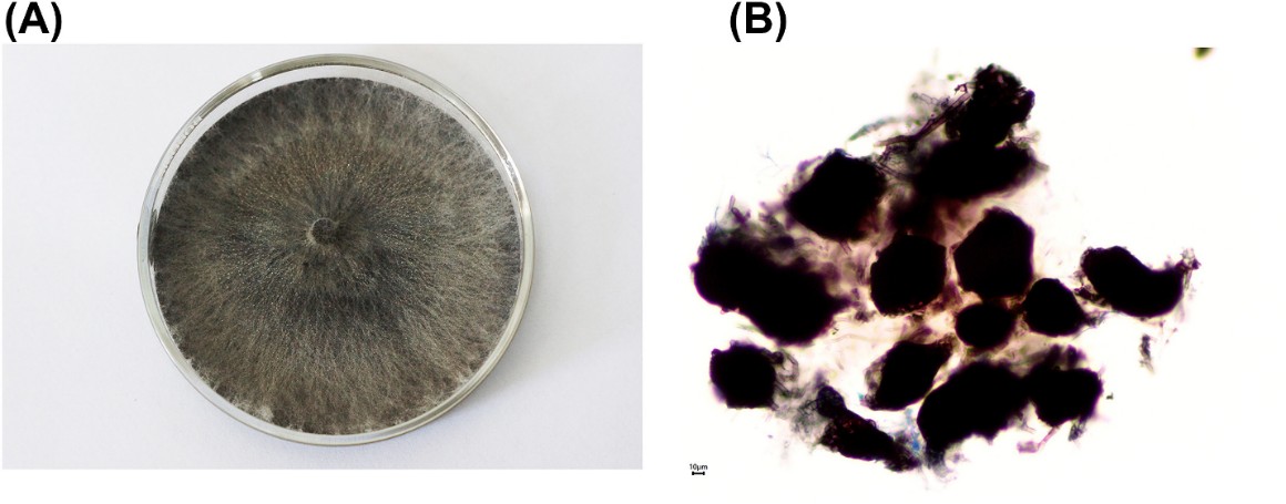 Cultural and morphological characteristics of M. phaseolina A: Colony on the agar plate, B: Microsclerotia