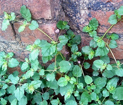 Punarnava
