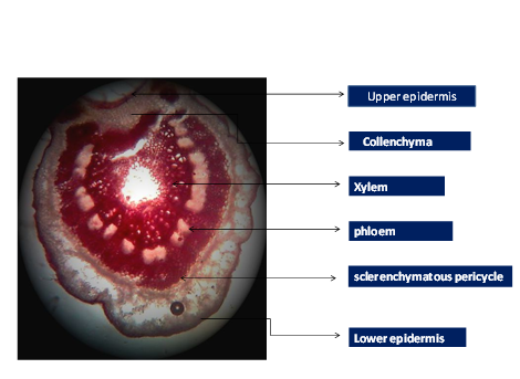 T.S. of  Leaf  of Annona reticulata  L.
