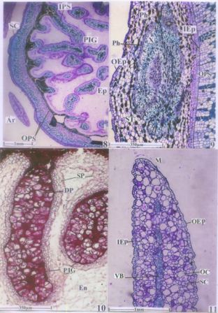 T.S of seed with seed coat and perisperm 