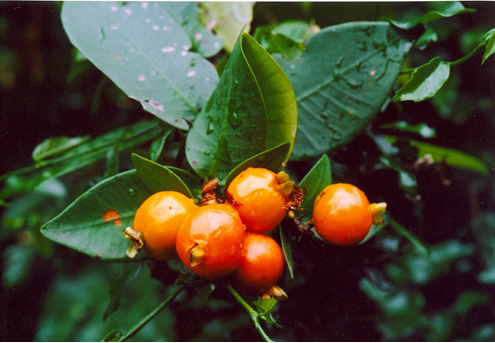 Fig: Eugenia singampattiana Bedd. Plant with mature fruits