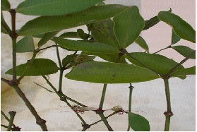 Fig: Helicanthes elastica (Desr.) Danser.